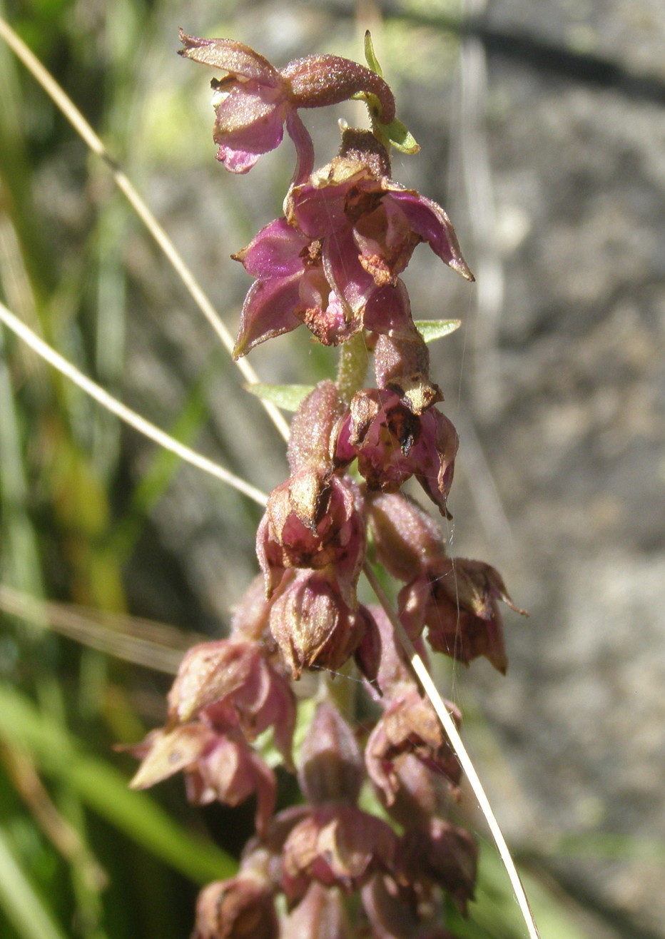 Epipactis atrorubens